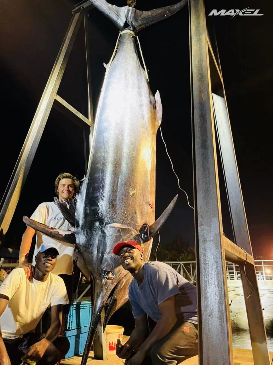 2021年MAXEL最新战报-- 11月MAXEL西非年轻钓手激战钓获540KG巨型马林鱼